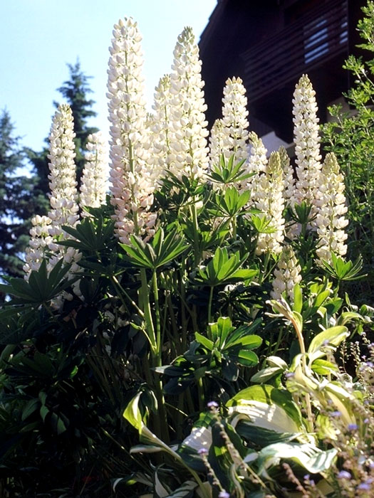 Lupinus polyphyllus 'Fräulein', Lupine, Wolfsbohne