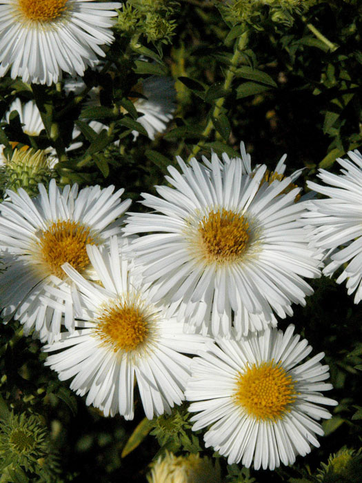 Aster novae-angliae 'Herbstschnee', Raublatt-Aster