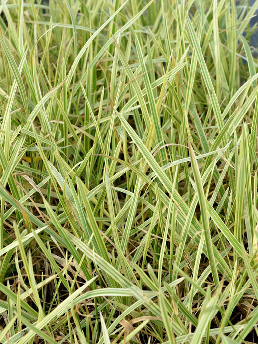 Glyceria maxima variegata, Gelb-buntes Riesensüßgras