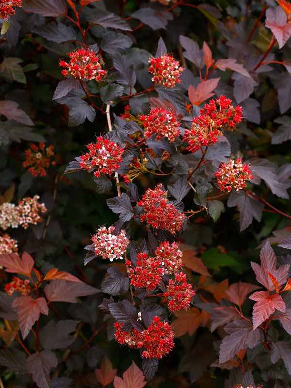 Physocarpus opulifolius 'Diable d'Or', Blasenspiere