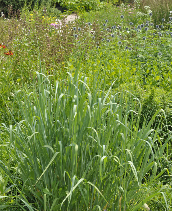 Panicum virgatum 'Dallas Blues', Ruten-Hirse