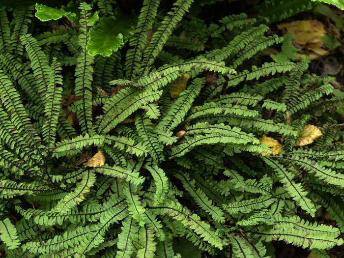 Adiantum pedatum 'Imbricatum', Kleiner Frauenhaarfarn, Venushaarfarn, Pfauenradfarn