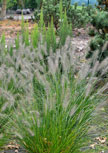 pennisetum-hameln56d9871357b56