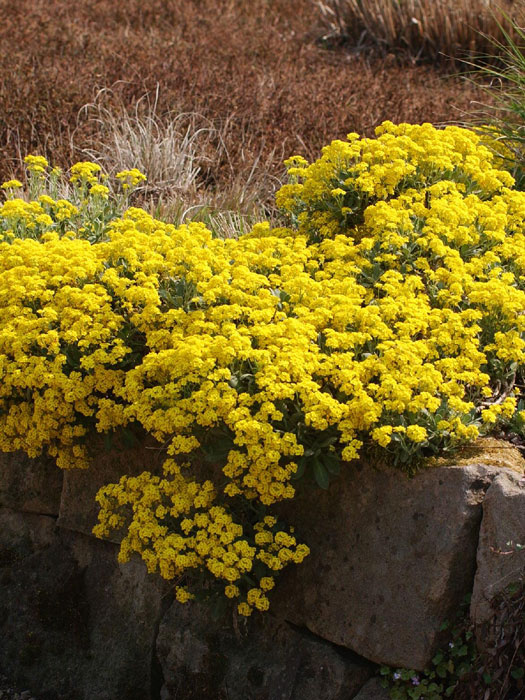 Aurinia saxatile 'Sulphureum', Steinkraut, Steinkresse, Felsensteinkraut