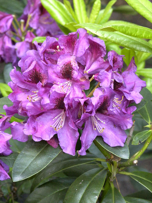 Rhododendron 'Rasputin'