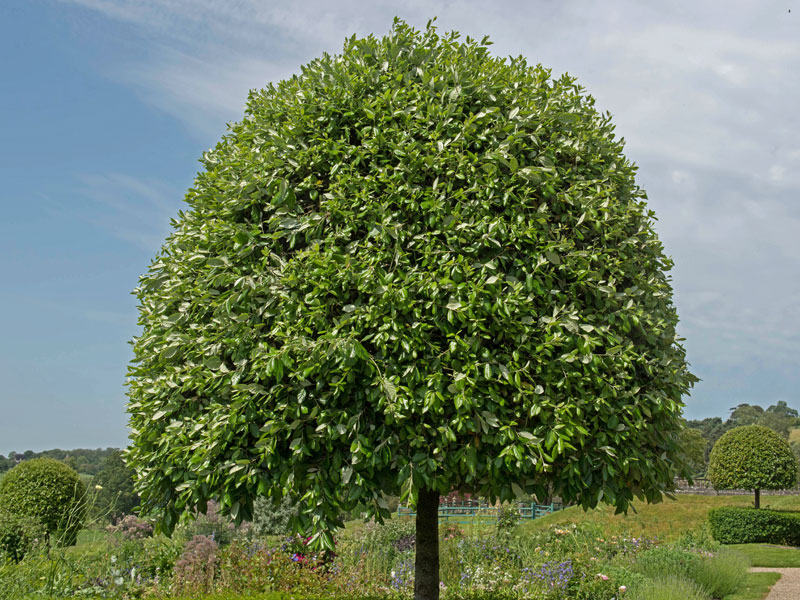 Prunus lusitanica 'Angustifolia', Portugisische Lorbeerkirsche - Hochstamm