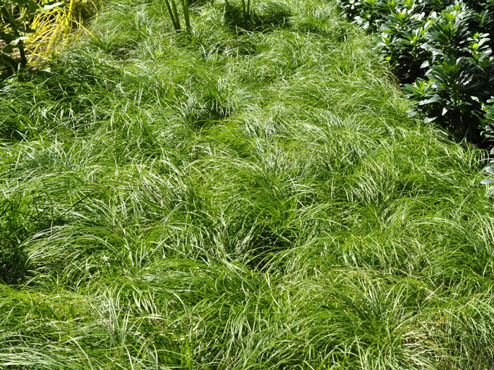 Carex caryophyllea 'The Beatles' (M), Pilzkopf-Segge