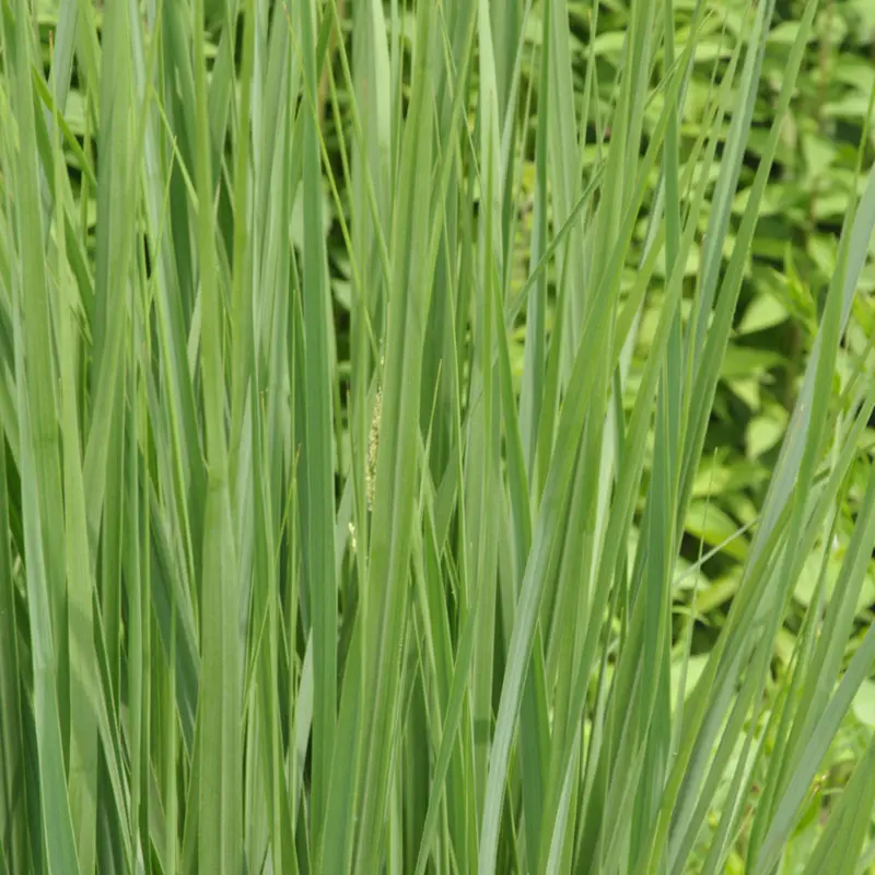 Panicum virgatum 'Northwind', Riesen-Ruten-Hirse, Zier-Hirse