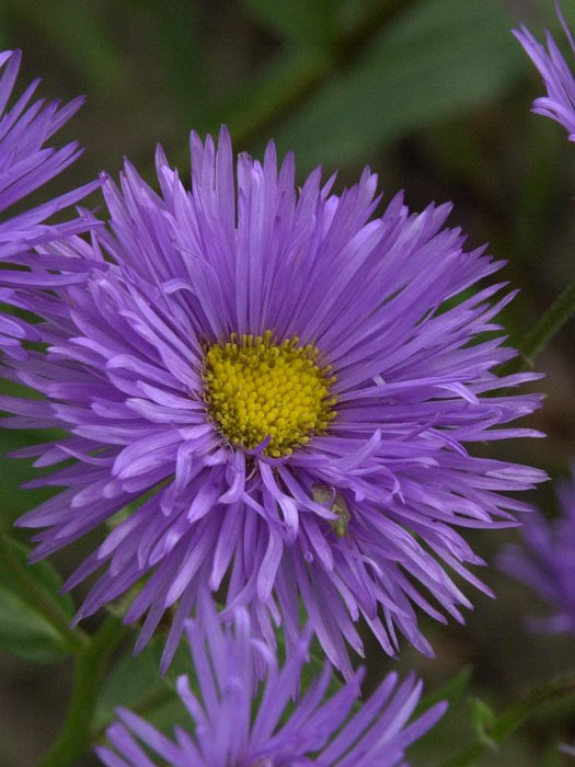 Erigeron x cultorum 'Azurfee' (M), Feinstrahlaster