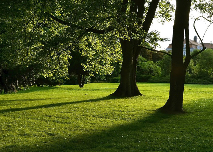 Rasen im Schatten von Baeumen