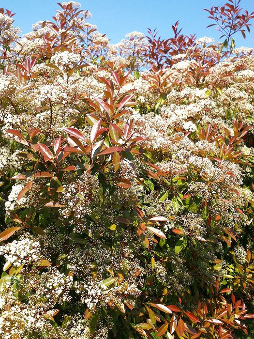 Photinia fraseri 'Red Robin', immergrüne rote Glanzmispel