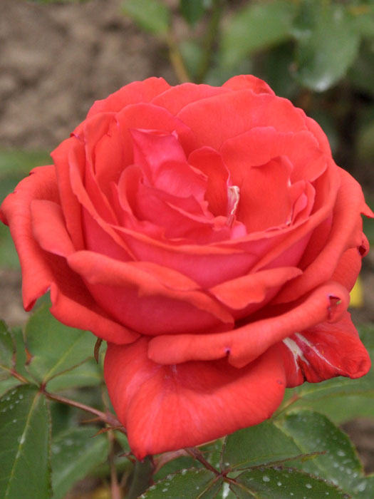 Blüte der Rose Duftwolke