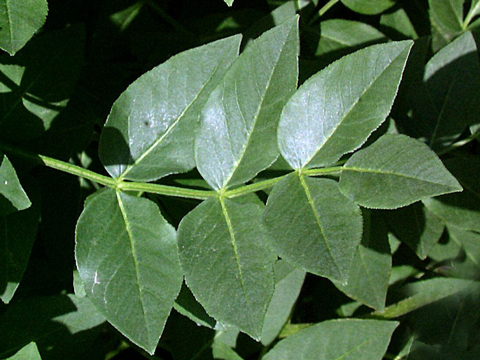 Dictamnus albus, Diptam, brennender Busch