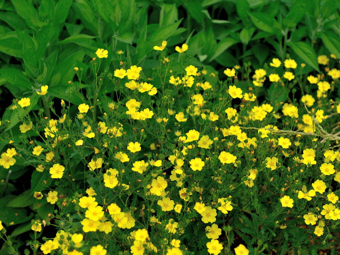 Potentilla recta 'Warrenii', Hohes Fingerkraut