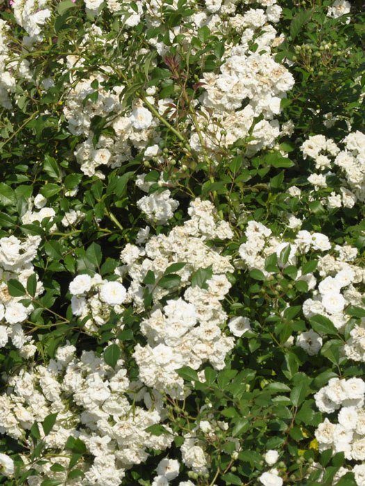 Bodendecker Rose Alba Meidiland