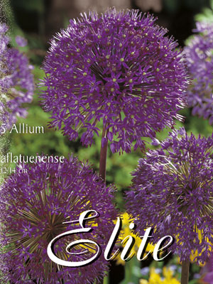 Allium aflatunense 'Purple Sensation' (Art.Nr. 596300)