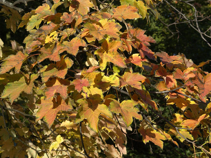 Acer pseudoplatanus, Bergahorn