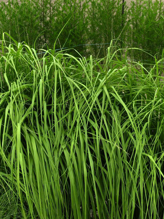 Molinia arundinacea 'Karl Foerster' (M), Riesen-Pfeifengras, Hohes Pfeifengras