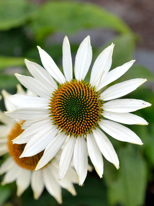 Echinacea purpurea 'Purity', Garten-Sonnenhut, Scheinsonnenhut