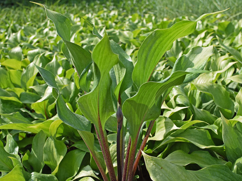 Hosta 'Gooseberry Sundae' in einem Beet