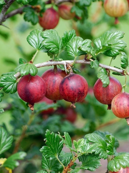 Stachelbeere 'Rexrot'