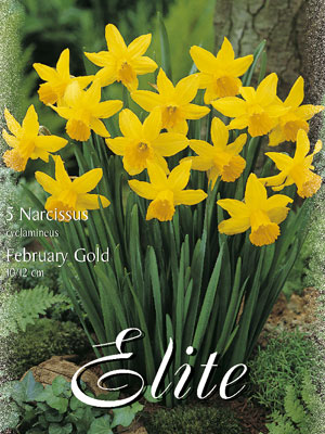 Miniatur-Narzisse 'February Gold' (Art.Nr. 596102)