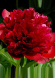 paeonia-rubra-plena56d95feceeb58