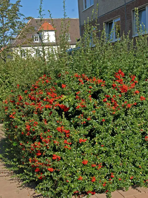 Hecke eines rotfruchtigen Feuerdorns