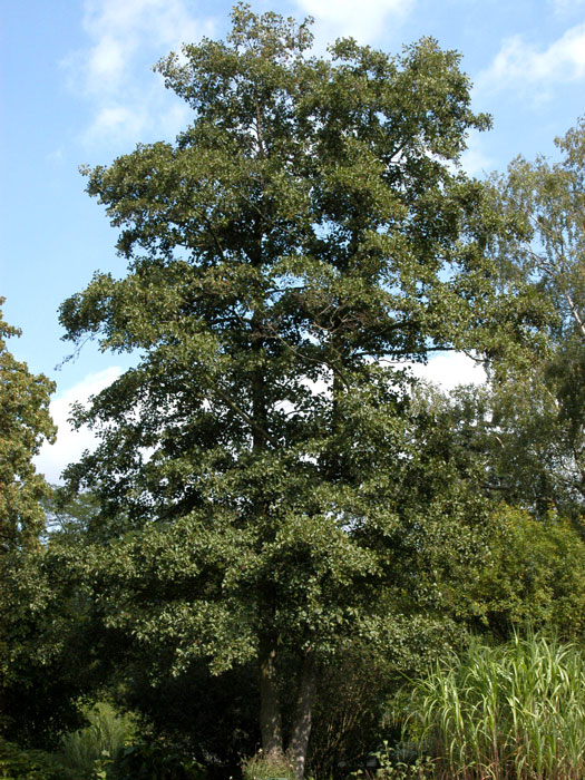 Alnus glutinosa, Schwarz-Erle, Rot-Erle