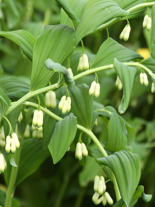 Polygonatum x hybridum 'Weihenstephan', Salomonssiegel, Weißwurz