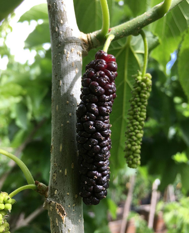 Morus acetosa 'Mulle', koreanische Maulbeere