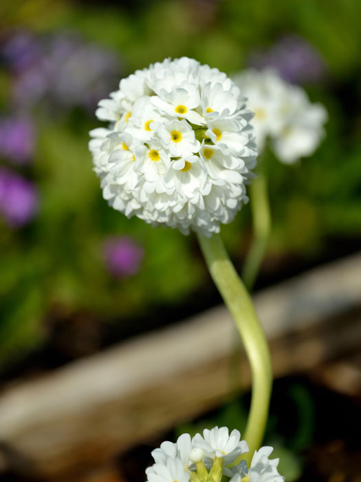 Primula denticulata 'Alba', Weiße Kugelprimel