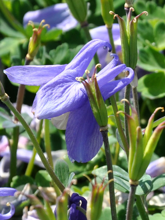 Aquilegia flabellata 'Ministar' (M), Blau-weiße Steingarten-Akelei