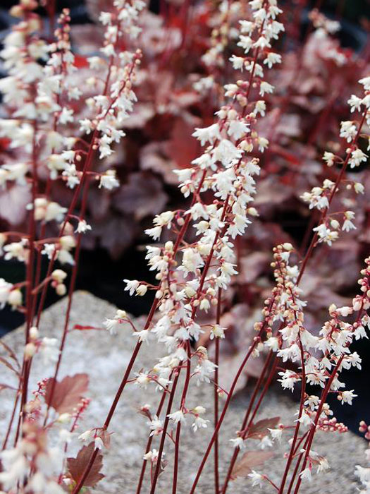 Heuchera x hybrida 'Quicksilver', Purpurglöckchen, Purpurblatt