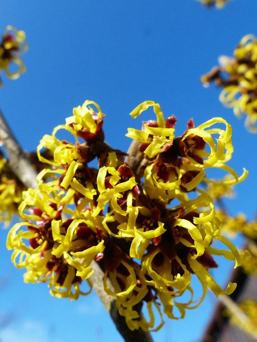 gelb-rote Blüte der Zaubernuss 'Barmstedts Gold#