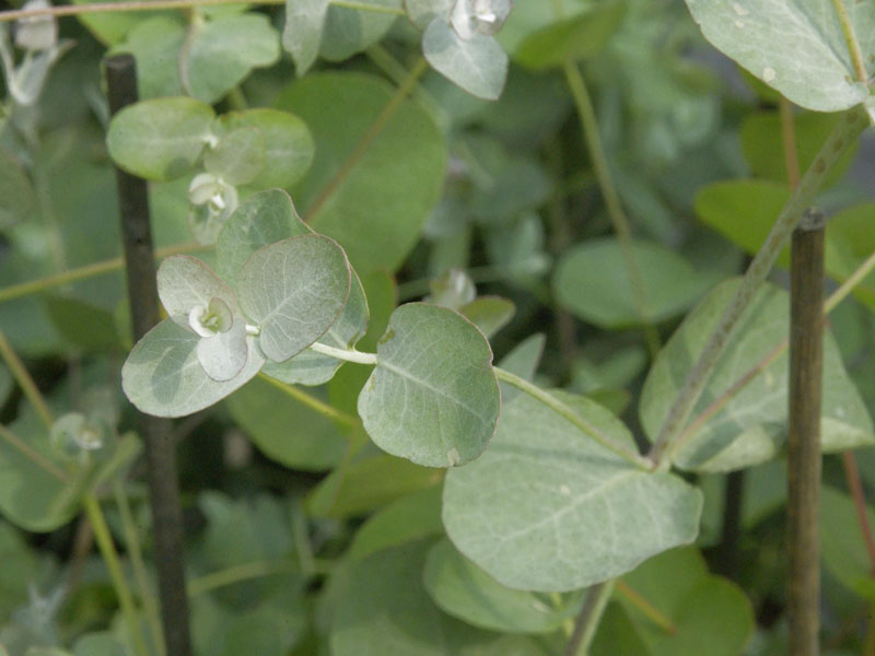 Eucalyptus gunnii, Mostgummi-Eukalyptus