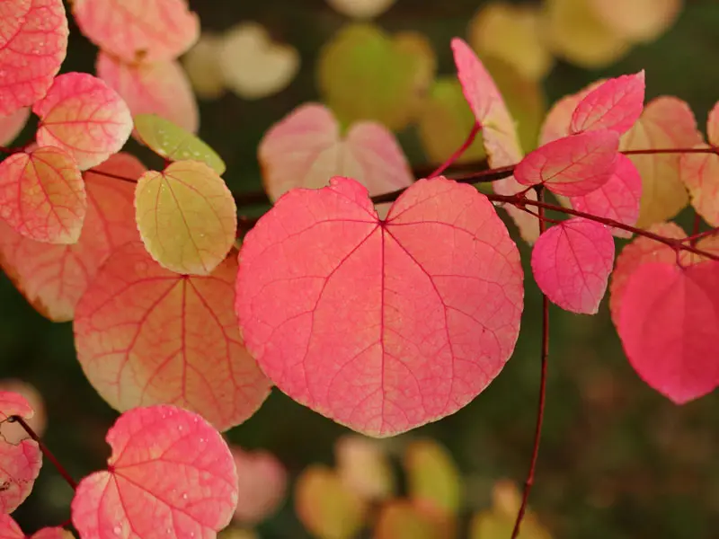 Cercidiphyllum japonicum 'Pendulum', Hängender Katsurabaum - Hochstamm