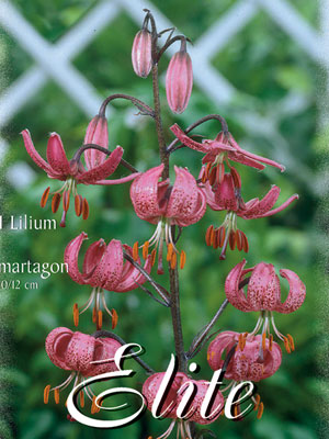 Türkenbundlilie, Lilium martagon (Art.Nr. 597014)