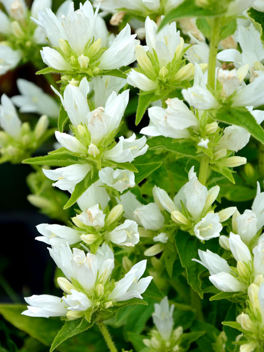 Campanula glomerata 'Alba', Knäuelglockenblume, Gartenglockenblume