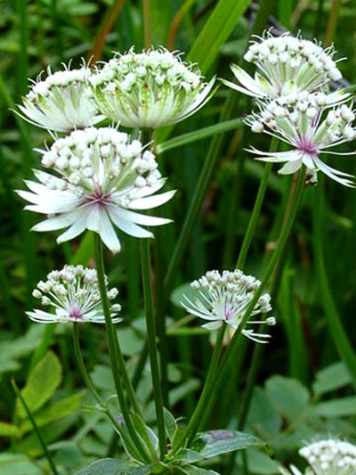 Astrantia major 'Snowstar', Große weiße Sterndolde