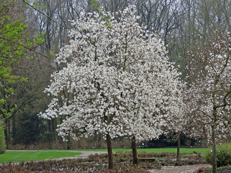 Magnolia loebneri 'Merrill', Magnolie - Hochstamm