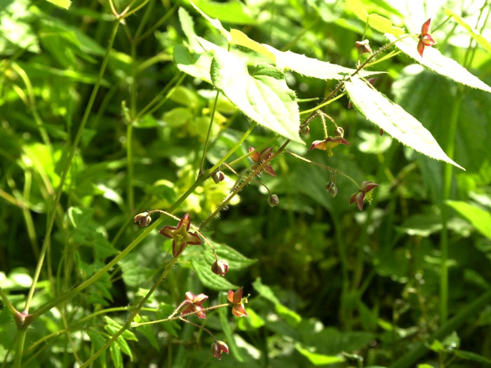 Die Alpen-Sockenblume im Wuchs