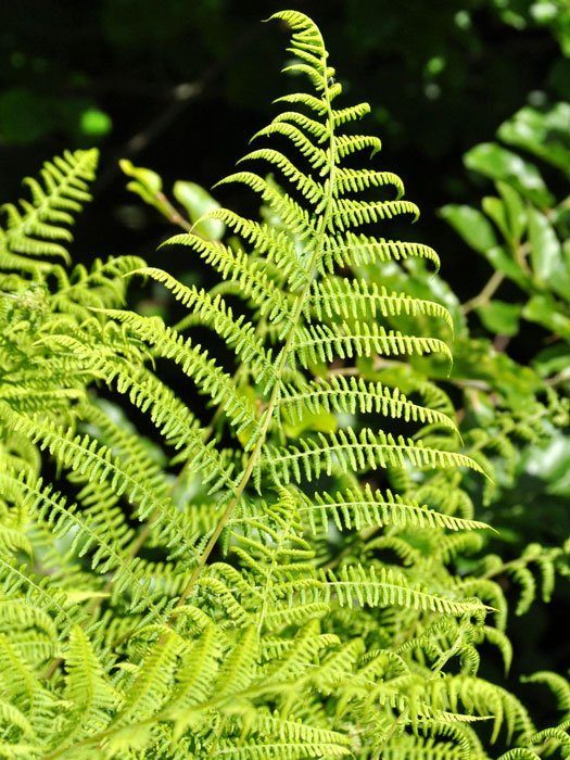 Athyrium filix-femina Frauenfarn, weiblicher Wurmfarn