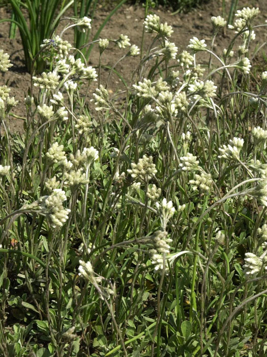 Antennaria dioica var. borealis (M), weißes Katzenpfötchen, wolliges Katzenpfötchen