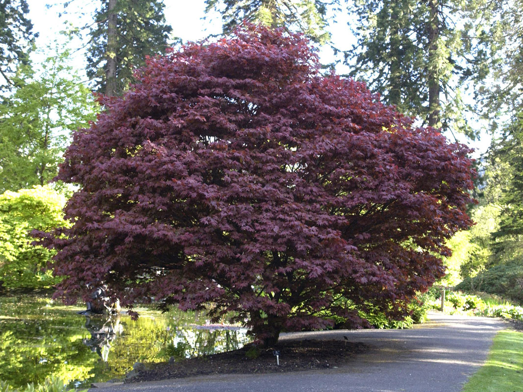 Acer palmatum 'Atropurpureum', Rotblättriger Fächerahorn