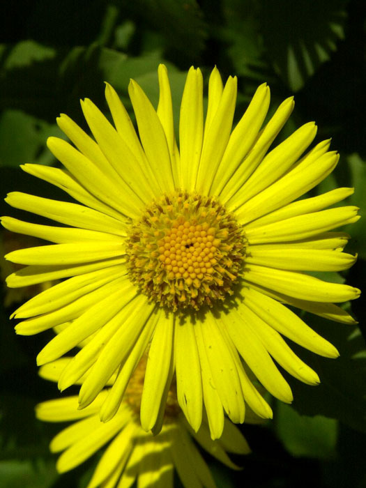 Doronicum orientale 'Magnificum', Gemswurz, Kaukasus-Gämswurz