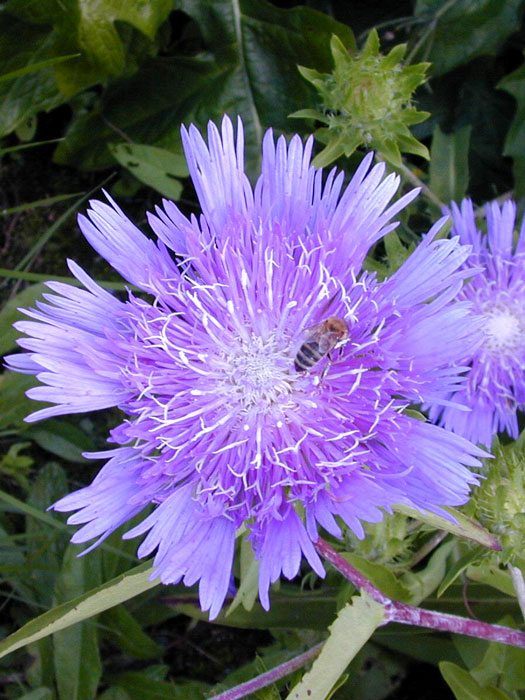 Stokesia laevis, Kornblumen-Aster