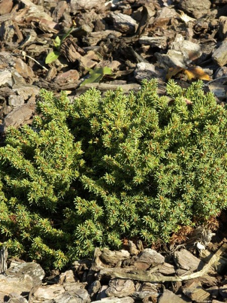 Picea abies 'Little Gem', Kugel-Fichte, Kissen-Fichte