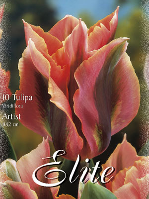 Viridiflora Tulpe 'Artist' (Art.Nr. 595610)