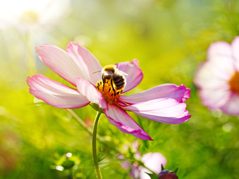 Staudensortiment für Bienenweiden